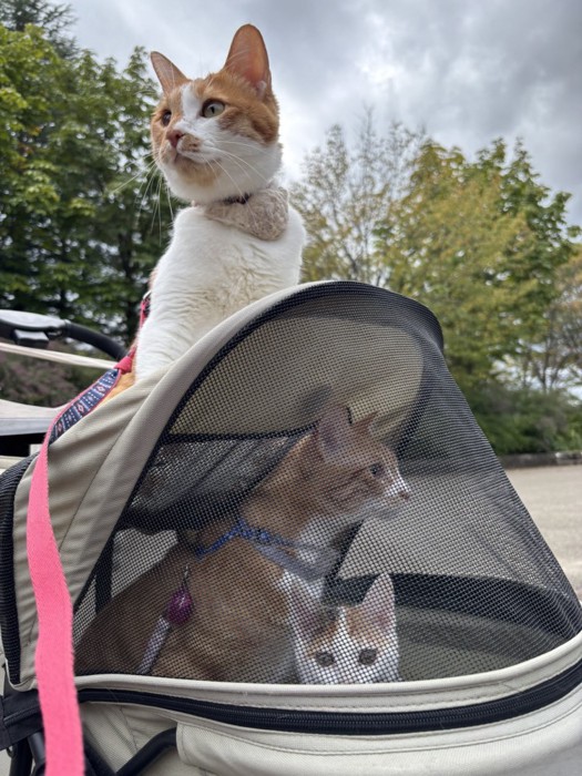 バギーでお散歩する猫3匹