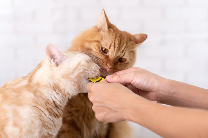 おやつをもらう2匹の猫