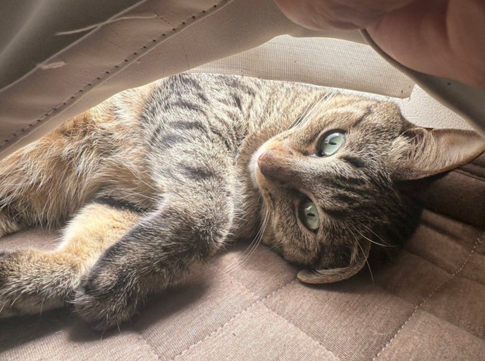 陽だまりの中の猫