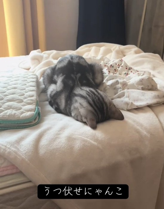 寝る猫