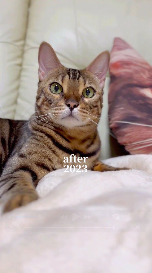 ベッドに寝そべる猫