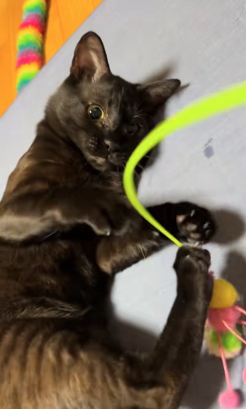 猫じゃらしで遊んでいる猫