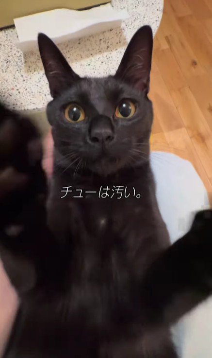 仰向けの猫