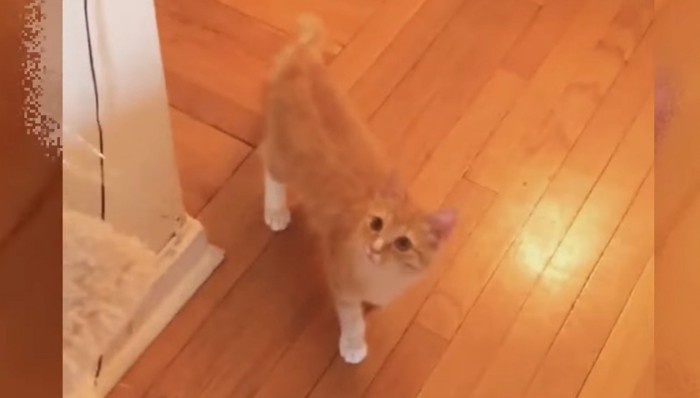 フローリングの上にチャトラ猫