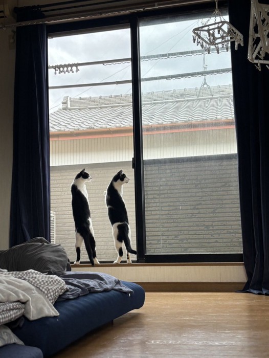 窓の外を眺める猫2匹の後ろ姿