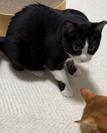 座っている猫