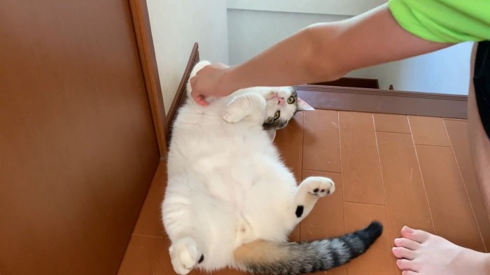 階段の入り口で撫でられる猫