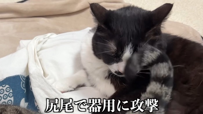 尻尾で器用に攻撃