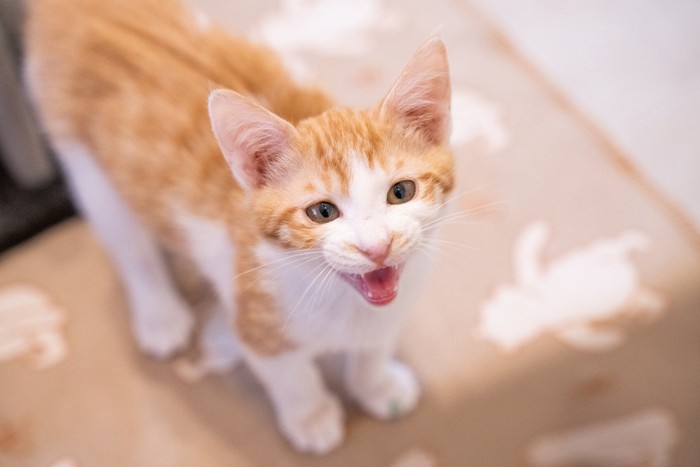 話しかけてくる猫