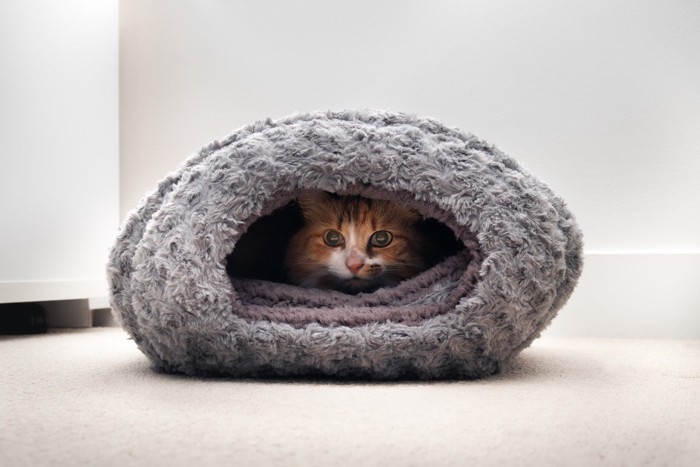 猫ちぐらの中にいる猫
