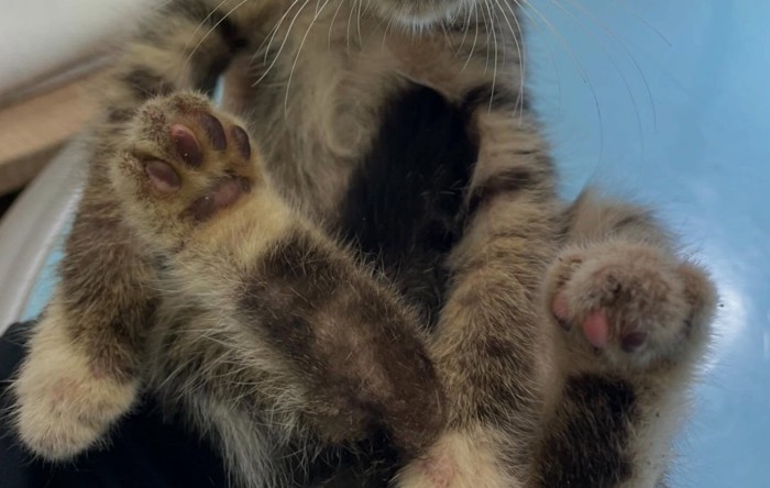 子猫の足