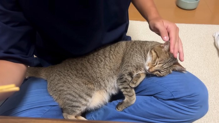幸せそうな猫