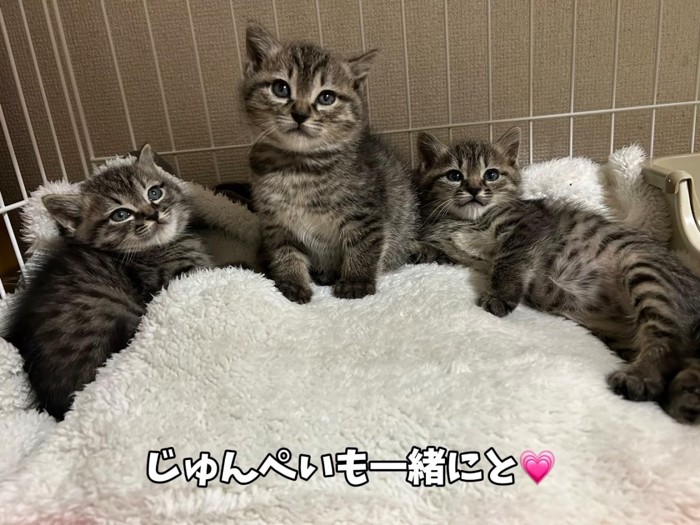 寝そべる子猫と座る子猫