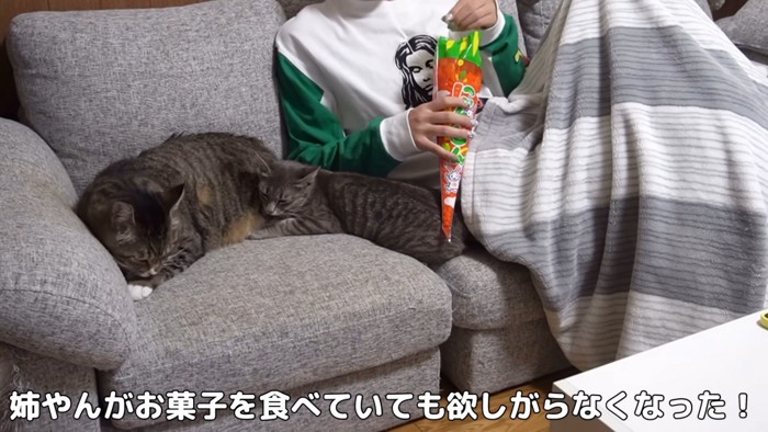 ソファーにいる猫と人