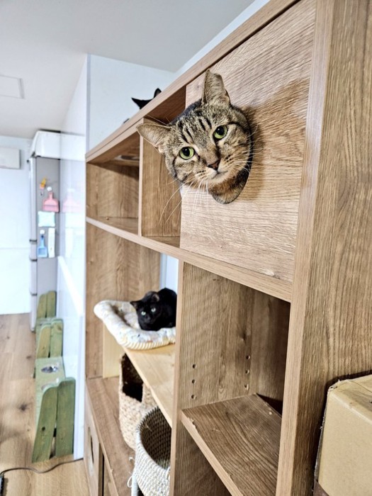 箱から顔を出す猫