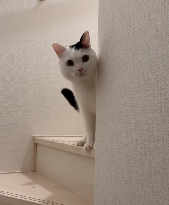 顔を覗かせる猫