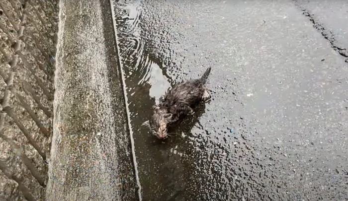 ずぶ濡れの子猫