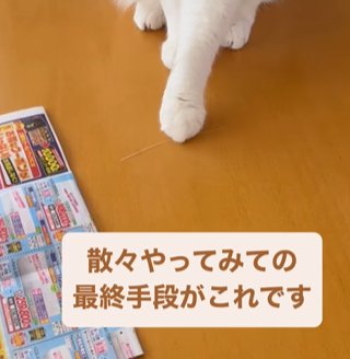 猫の前足のアップ