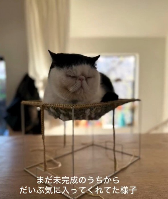 台に乗ってリラックスする猫