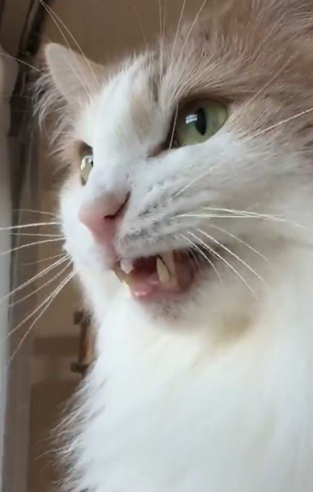 クラッキングする猫