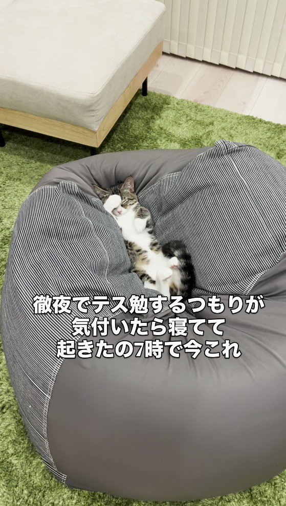 クッションの上で顔を隠しながら眠るキジ白猫