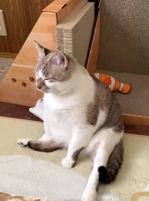 寝落ちしそうな猫