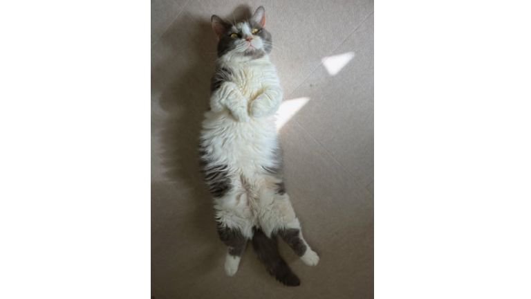 寝転がる猫