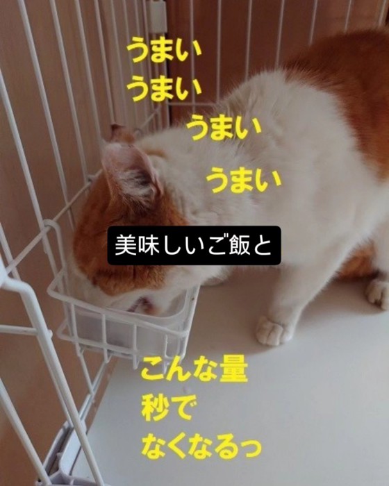 ごはんを食べる猫