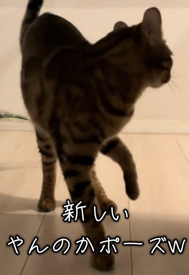 どこかに向かうとらきちちゃん