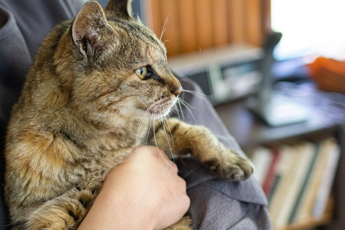 人間に抱かれるトラ猫