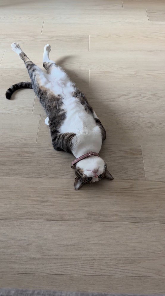 前足と後ろ足を伸ばした仰向けの姿勢を維持する猫