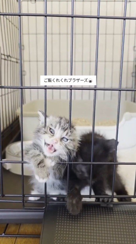 ケージの隙間に顔を入れて鳴き声をあげる猫