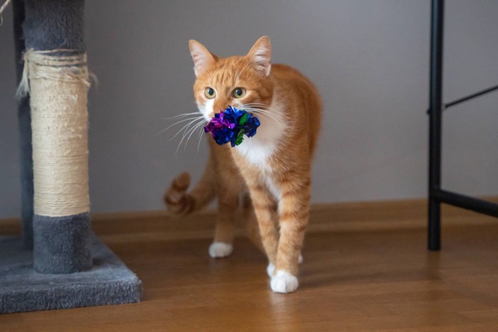 おもちゃを運ぶ猫