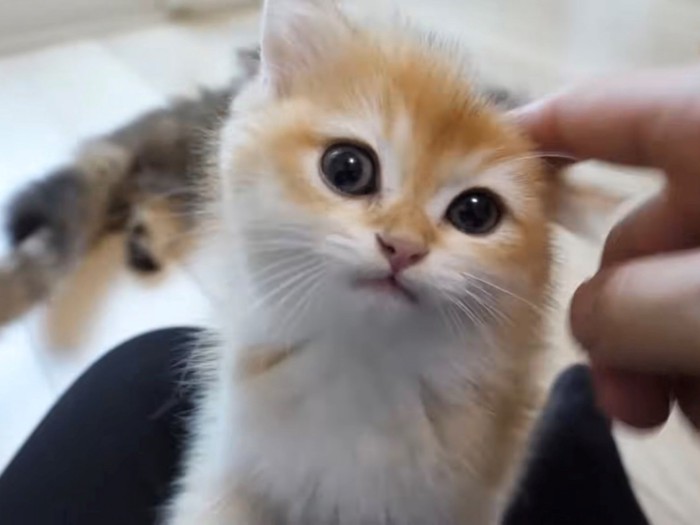 顔を傾けて耳の上をなでられる子猫