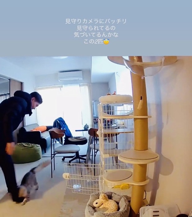 パパの足にじゃれる保護猫