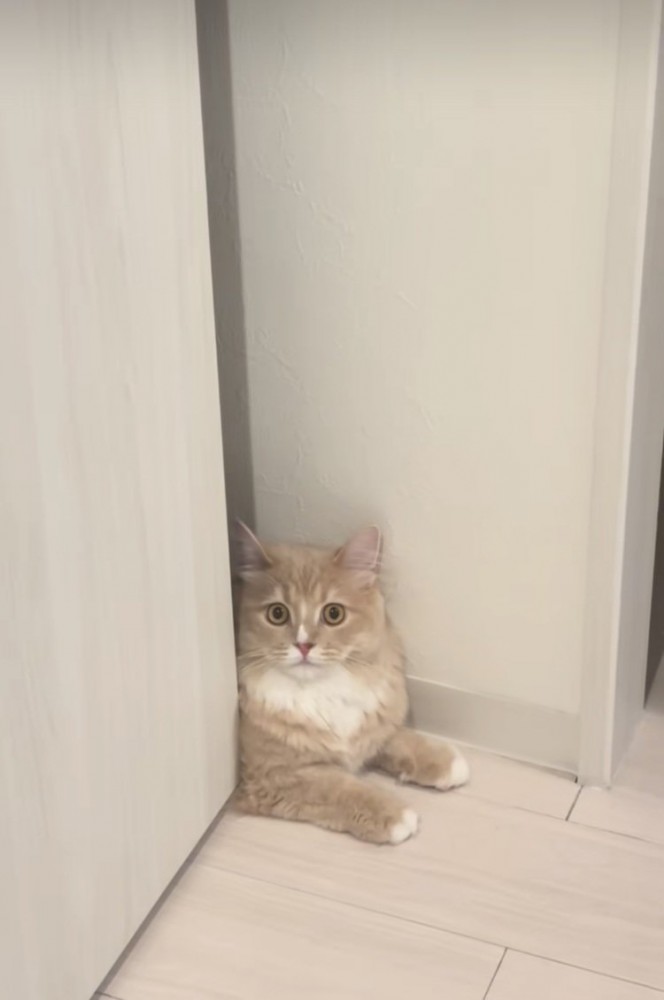 顔パック中の飼い主さんを見て驚くサイベリアン