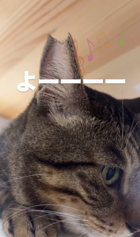 キジトラ猫の顔のドアップ