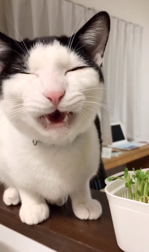 フレーメン反応を起こしている猫