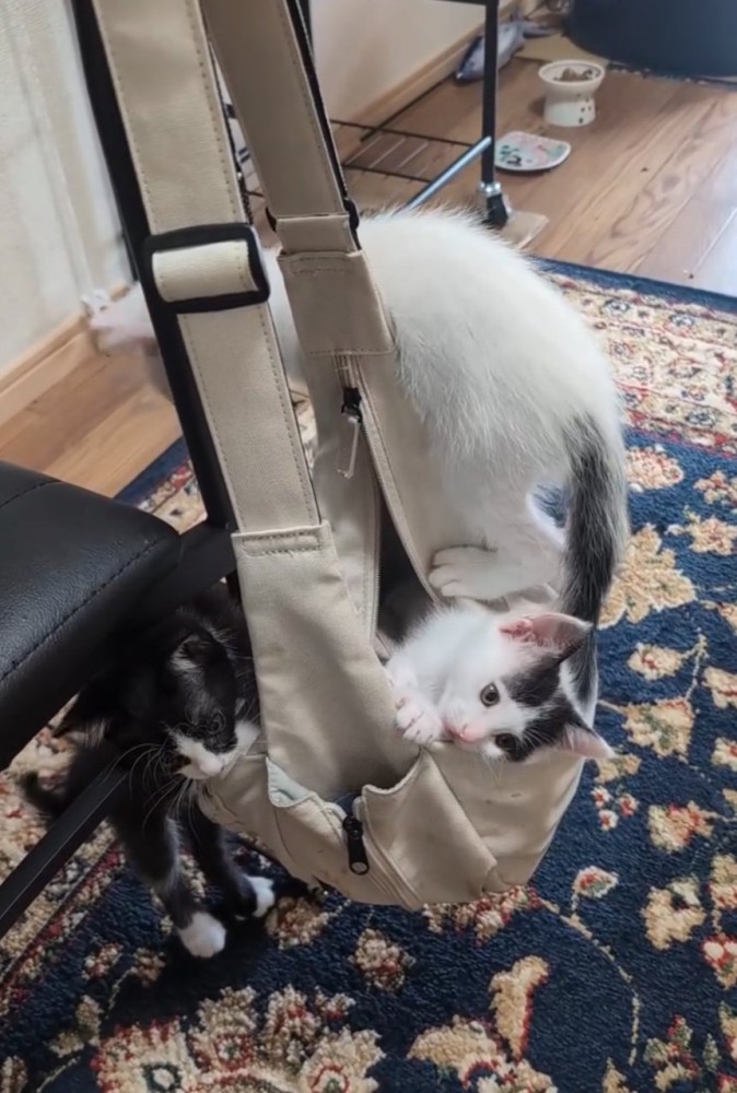 バッグに入る子猫たち