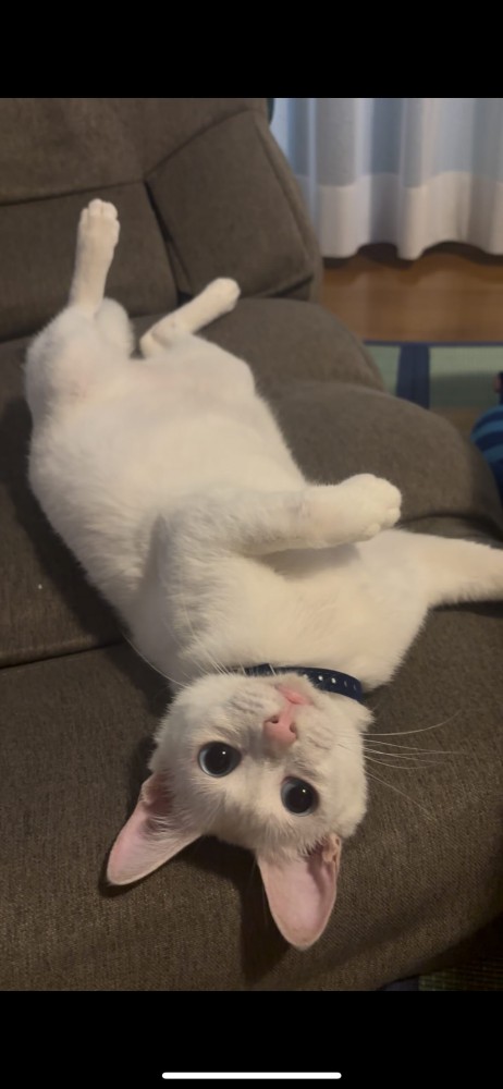 仰向けになっている白猫