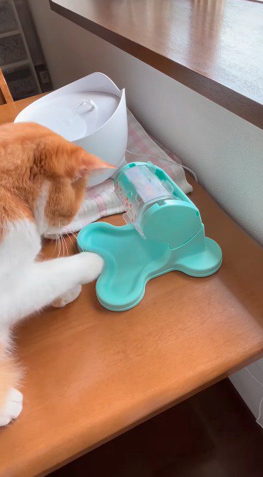 おもちゃの取っ手を回す猫