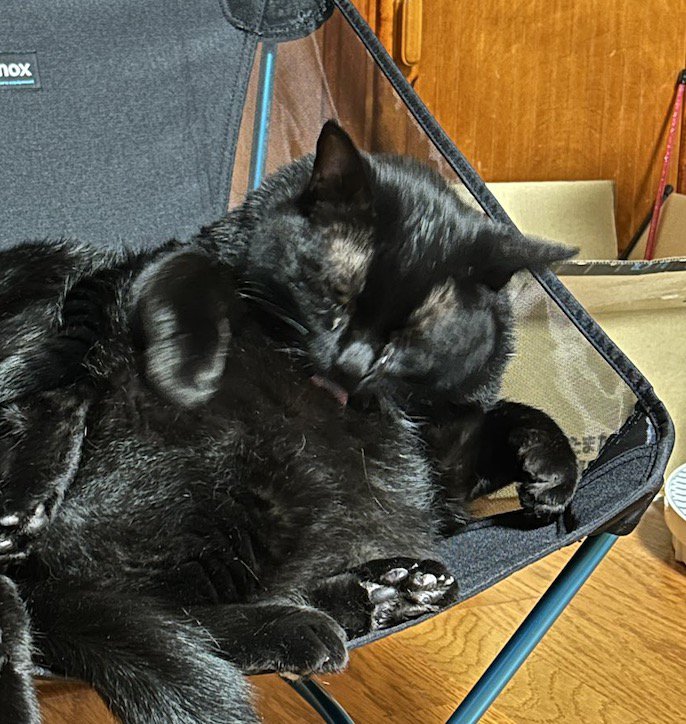 キャンプ用のイスの右側で毛繕いする黒猫