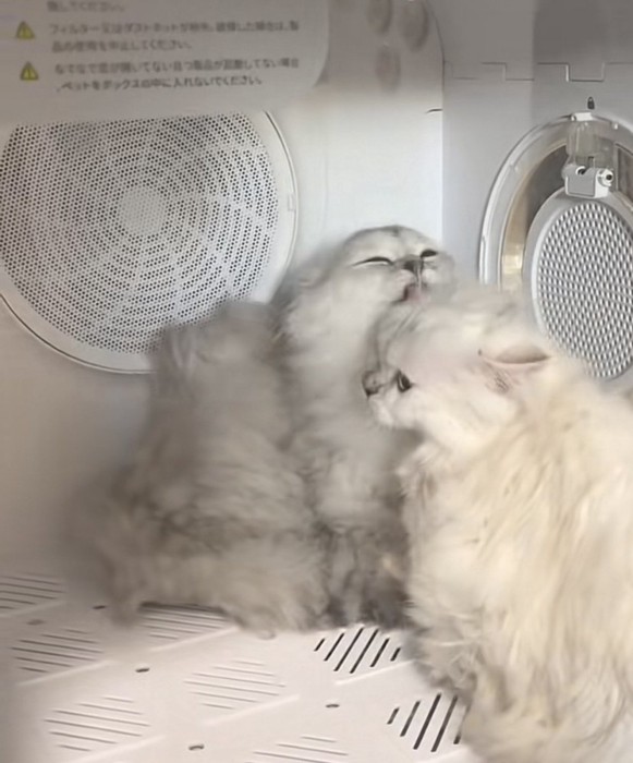 ドライヤーボックスに入っている2匹の猫の写真3