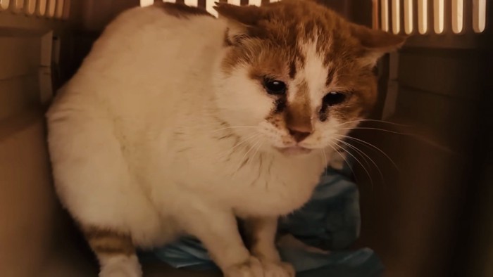 キャリーの中の茶白猫