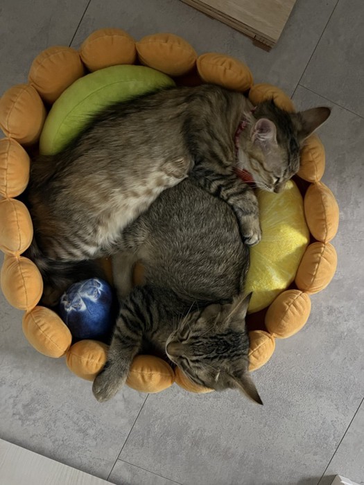 ベッドに入った猫