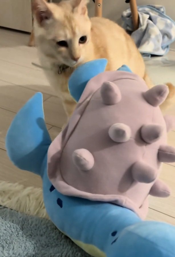 ぬいぐるみを見つめる猫