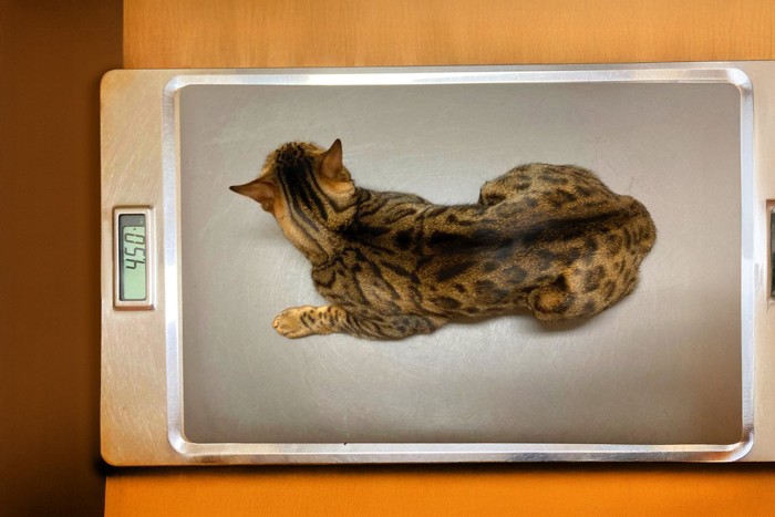 体重計に乗る猫