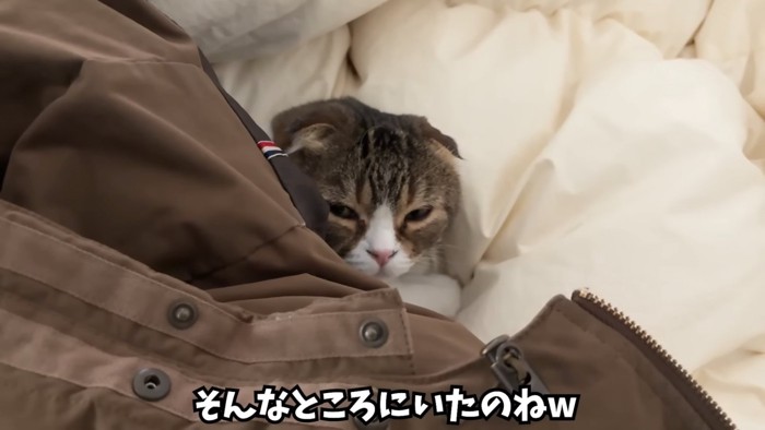 布団にもぐっている猫