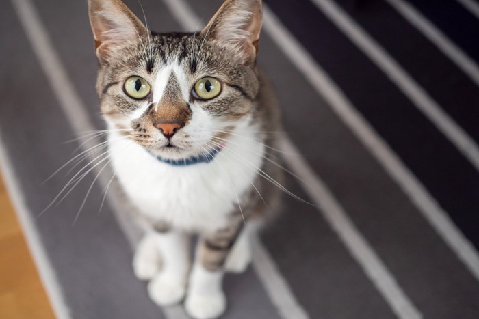 カーペットの上に座る猫