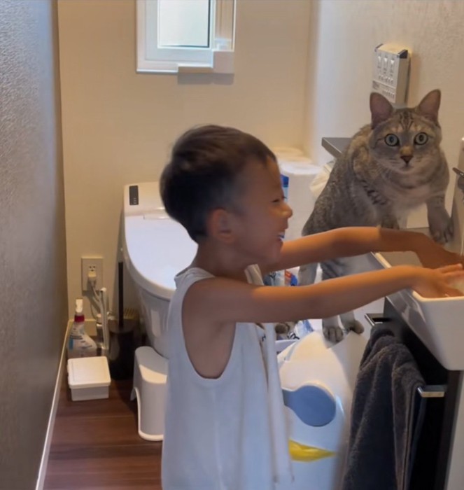 動かない猫